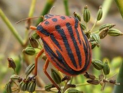 orange beetle with black stripes is sitting on a flower
