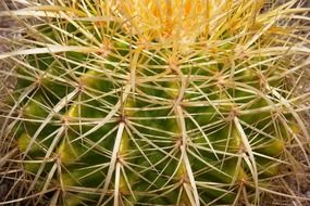 ball-shaped cactus with large spikes close-up