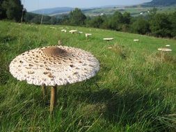 Many big, brown and white mushrooms in a green meadow on the landscape