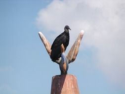 black vulture in the wild