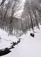 forest stream against the background of a winter landscape