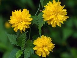 macro photo of three blooming yellow flowers