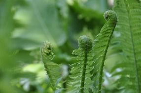 new green fern leaves