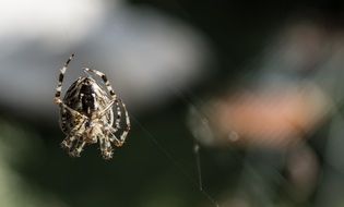 Spider on a blurry dark background