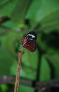 papilio rumanzovia butterfly in wildlife