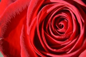 red rose petals blossom macro view