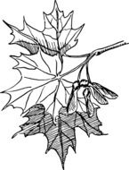 maple leaves with seeds as a graphic image