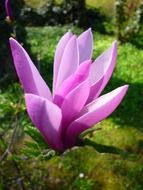 amazing beauty jardin