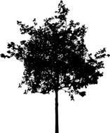 silhouette of a tree with a slim trunk