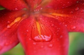 closeup picture of the water drops on a red flower