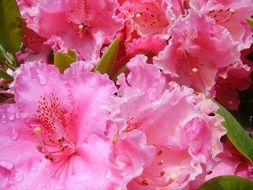 pink rhododendron flowers with morning dew