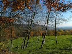 Thin birch on a green meadow