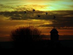 birds in the evening sky over the church