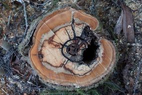 tree disease forest natural art