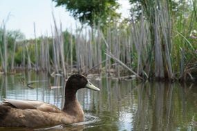 duck in water pond