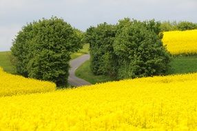 yellow oilseed field