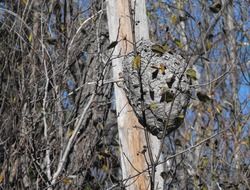 Wasp nest in Ontario