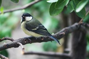 Titmouse on the tree