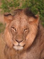 a wild lion of kenya africa on a blurred background