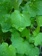bright green leaves in the rain closeup