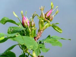 Rose buds on plant