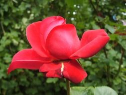 amazing beauty red flower
