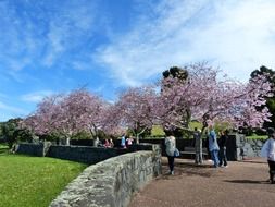 beautiful cherry trees blooming in park