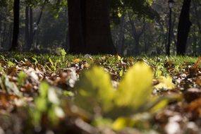 autumn foliage on earth in sunshine