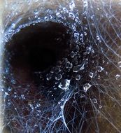 spiderweb in water drops close-up