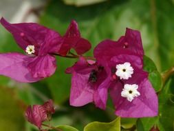 pink bougainvillea flower in nature