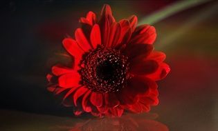 dark red gerbera blossom