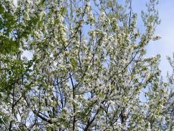 tree of white cherry blossoms in Japan