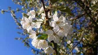 apple blossom in the countryside garden