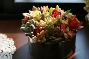 succulent garden plant in a small pot on a blurred background