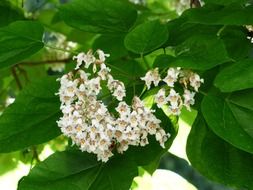 inflorescence of ordinary catalpa