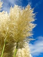 fluffy pampas grass close-up against the sky