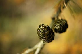 larch cones tap nature green