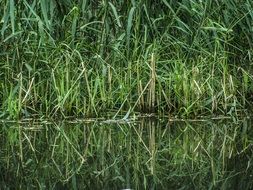 green reed waterfront lake landscape