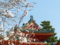 Sakura tree in Japan