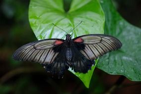 filigreed butterfly on the wet leaf