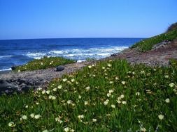 ocean coast in green grass with flowers