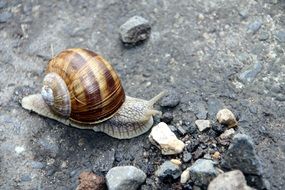 A snail slowly creeps on a stone