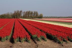 Field with tulips of different colors