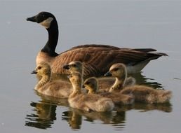 anchorage alaska ducks family floating