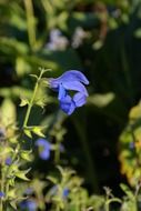 blue purple sage blossoms