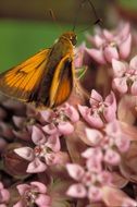 a huge butterfly is sitting on pink flowers