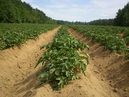 agriculture farming