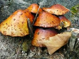 closeup photo of brown wild mushrooms on a stump