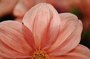 salmon garden flower on a blurred background