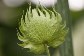 green cotton plant